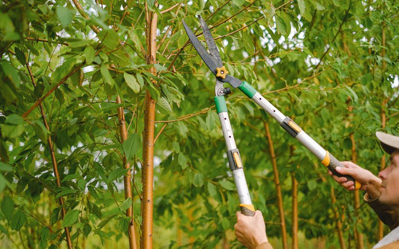 Tree trimming in Lime Ridge, WI