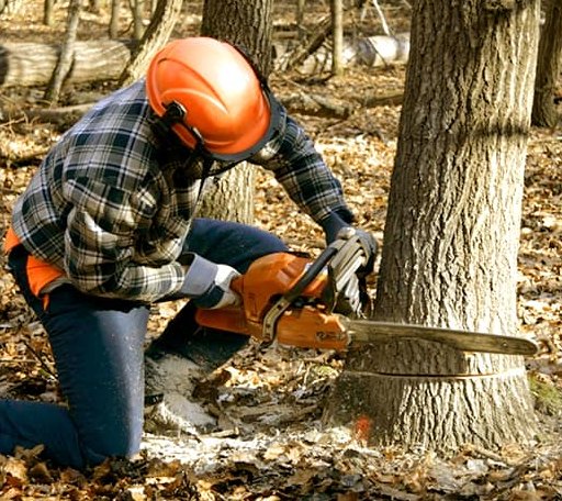 Tree Removal in Lime Ridge, WI